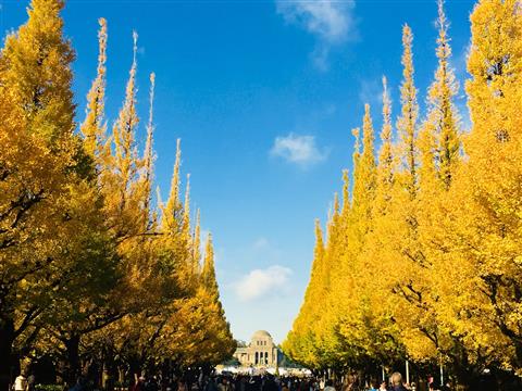 明治神宮外苑いちょう並木（11月頃撮影）